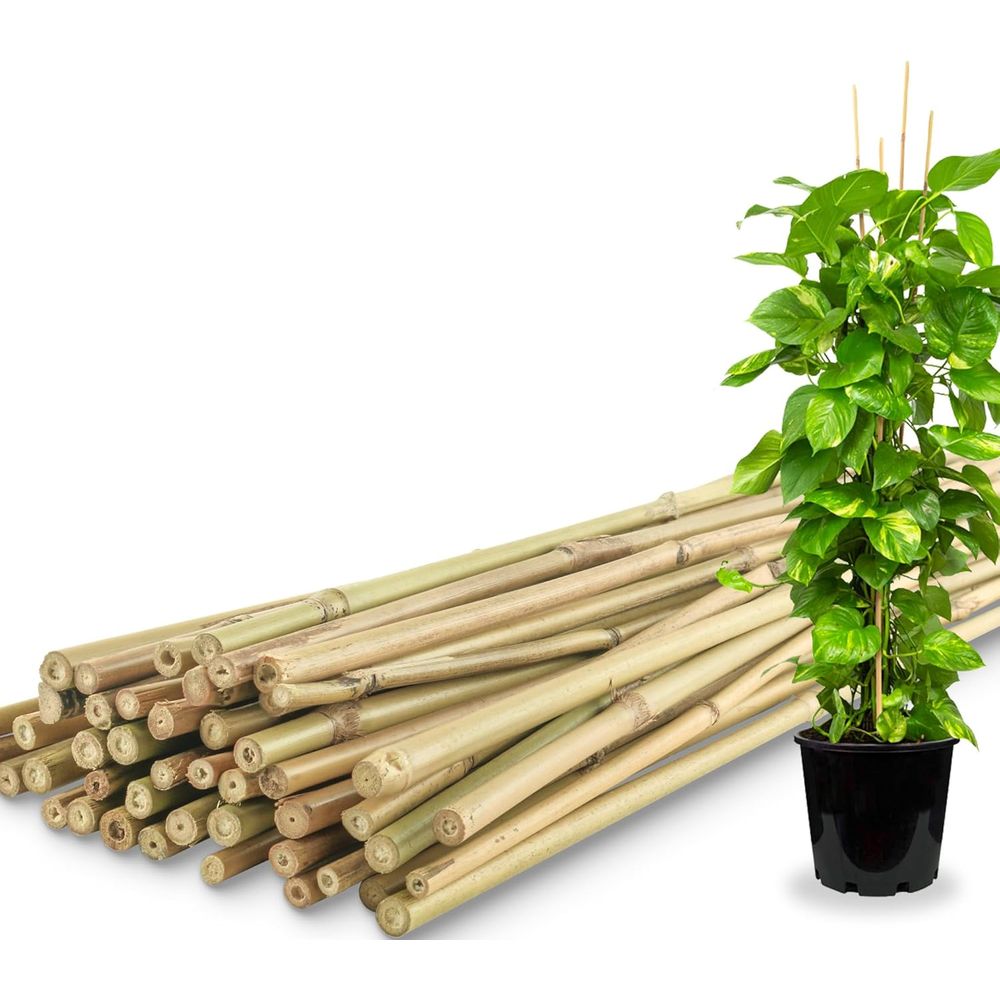 50 Paket Penyangga Tanaman Bam - Plant Support Stake ulasan dan harga